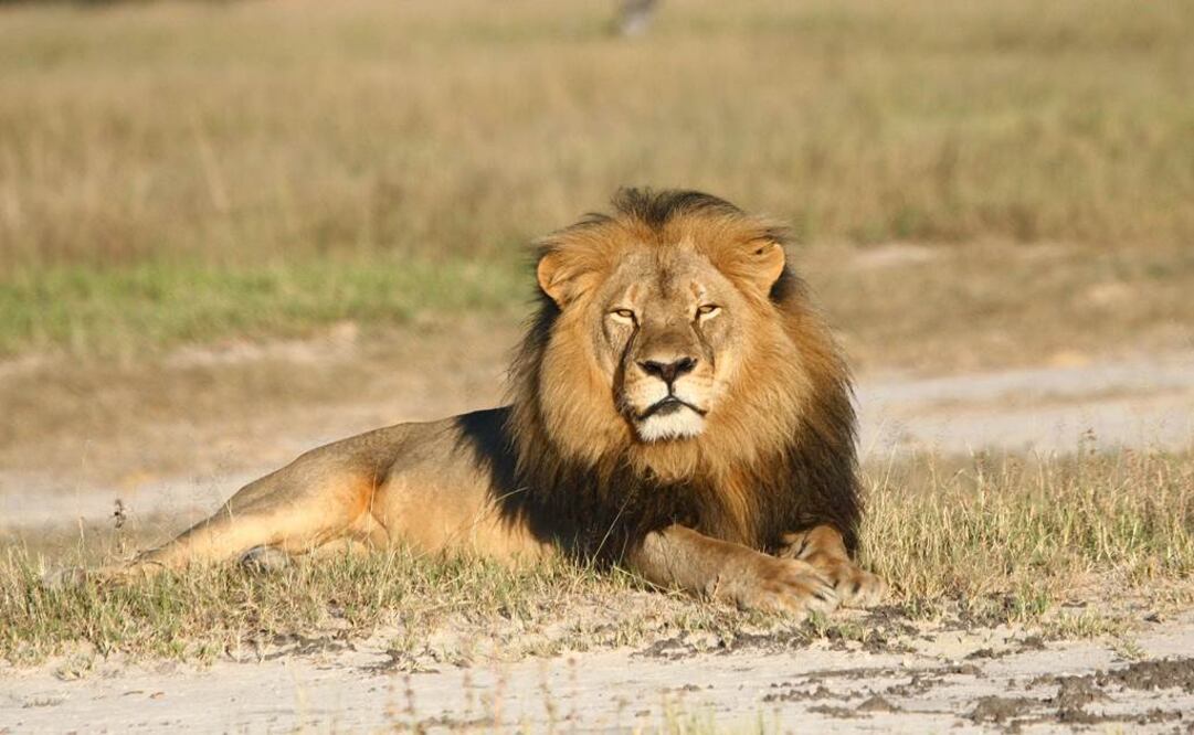 Cecil era considerado como el león más famoso del mundo  (Foto: AP)