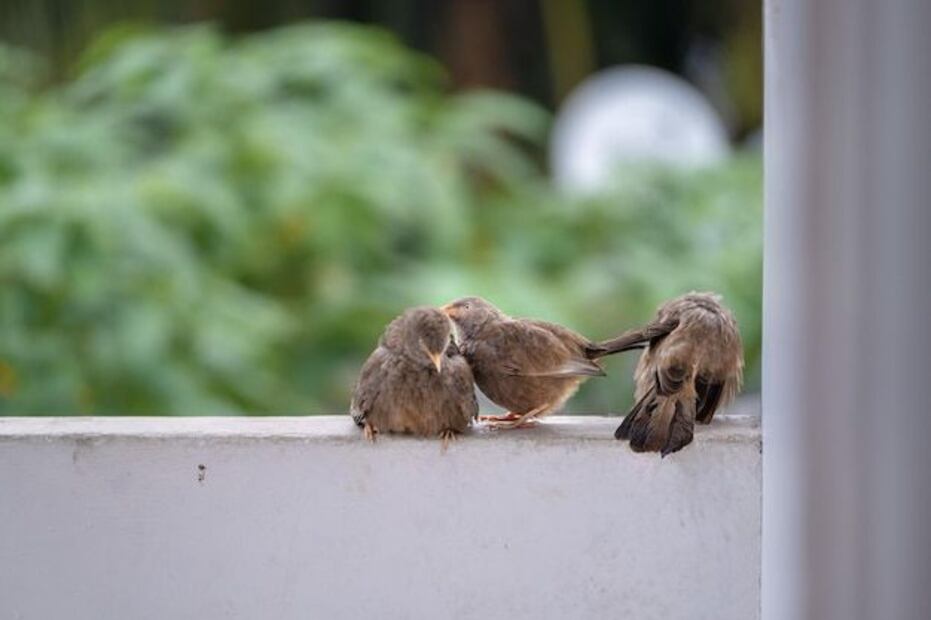 El sueño de las aves es un ejemplo asombroso de cómo los animales se adaptan a su entorno. Fuente: Freepik.