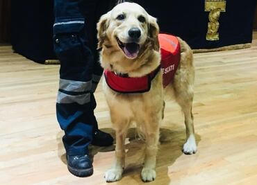Muere Nalah, la perrita rescatista en el sismo del 19S; en redes la confunden con Frida