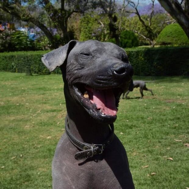 Lo que debes saber del Museo Dolores Olmedo y sus xoloitzcuintles