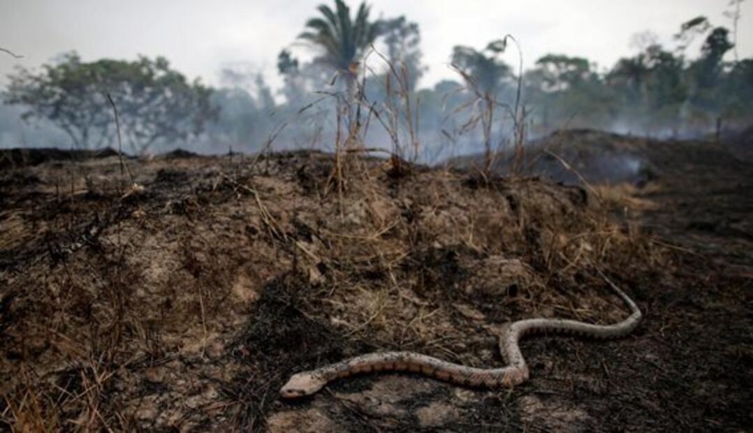 Las imágenes de los incendios registrados en la selva amazónica de Brasil