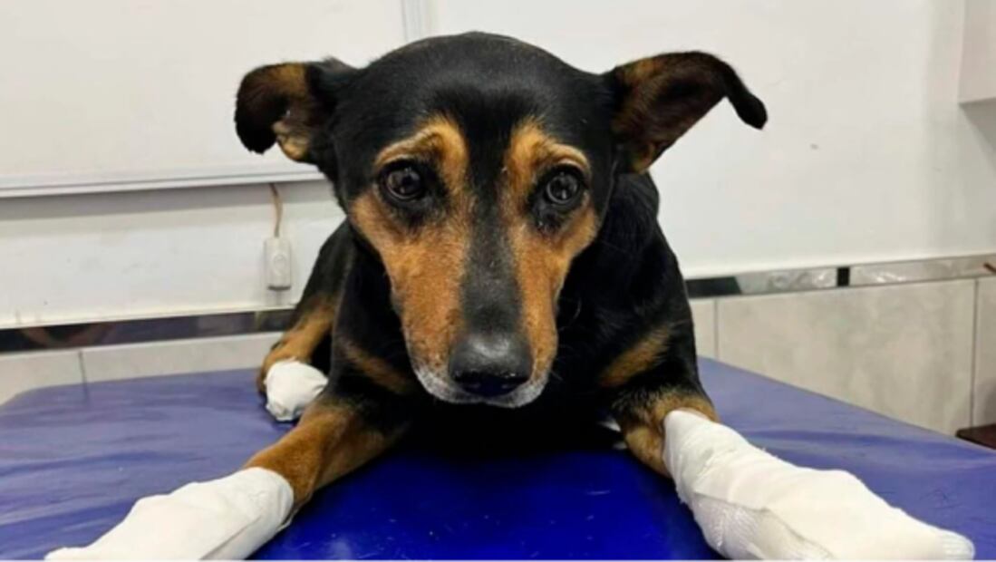 Buscan a “el psicópata de los perros”; mutila a lomitos para luego abandonarlos en un canal