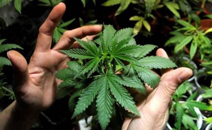 Monreal pide aplazar discusión sobre regulación de marihuana hasta septiembre 