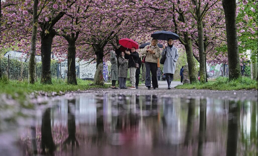 Gente disfruta del panorama de los cerezos durante el inicio de la famosa temporada de floración, en Berlín, Alemania, el sábado 19 de abril de 2025. Foto: AP