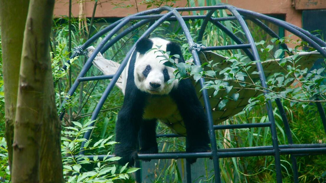 Expresa tu amor por Xin-Xin con dibujos y mensajes. Foto: Secretaría del Medio Ambiente
