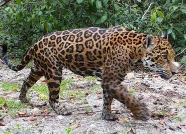 Aumenta población de jaguares en Yucatán; confirman 16 felinos en la reserva de Dzilam de Bravo