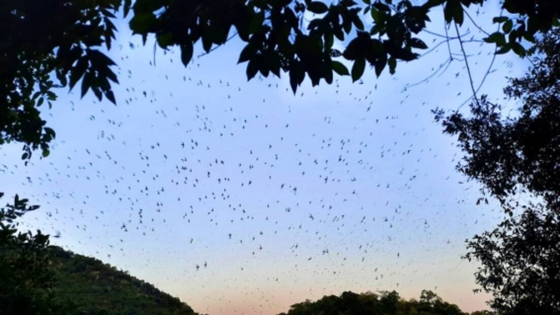Sótano de las Golondrinas: desciende este abismo de la Huasteca