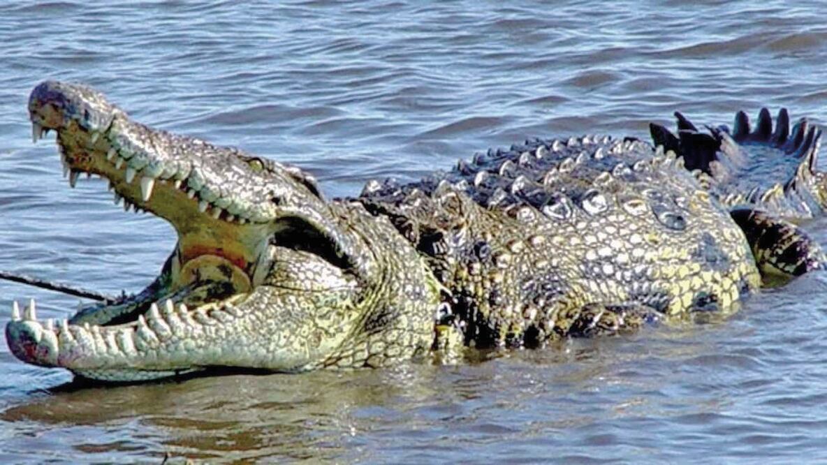 Foto: Archivo /EL UNIVERSAL