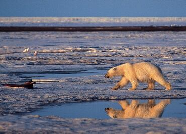 The largest ozone hole over the Arctic has closed