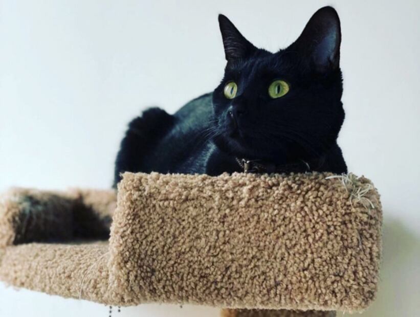 Lugares donde adoran a su Majestad el gato