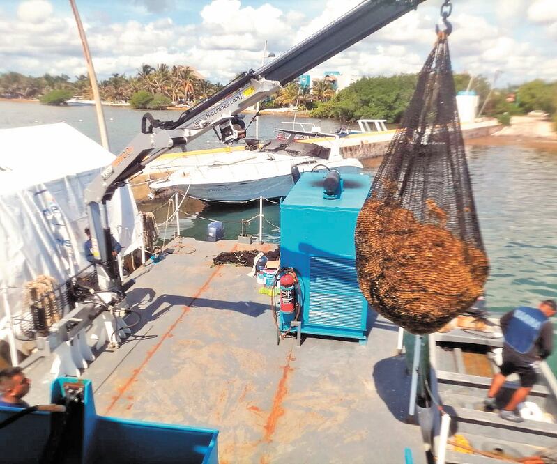 La Marina recolectó el año pasado 17 mil 865 toneladas de sargazo en playas de Quintana Roo. Foto: Especial