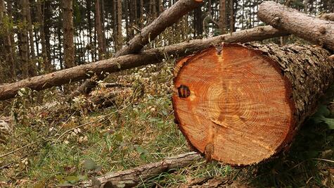 Los secretos de los árboles