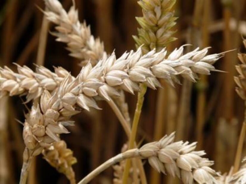 La diferencia entre el cereal de grano y de caja 