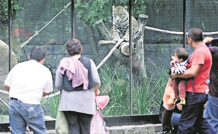 Presentan proyecto para transformar zoológicos de la CDMX 