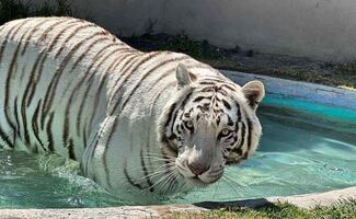 Especialistas de la UNAM realizan necropsia al tigre de bengala Kenzo; alistan entrega de resultados preliminares a Profepa