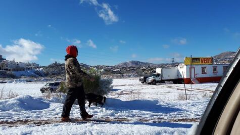 Prevén pérdida de 50 mil hectáreas de cultivo por heladas en Sonora