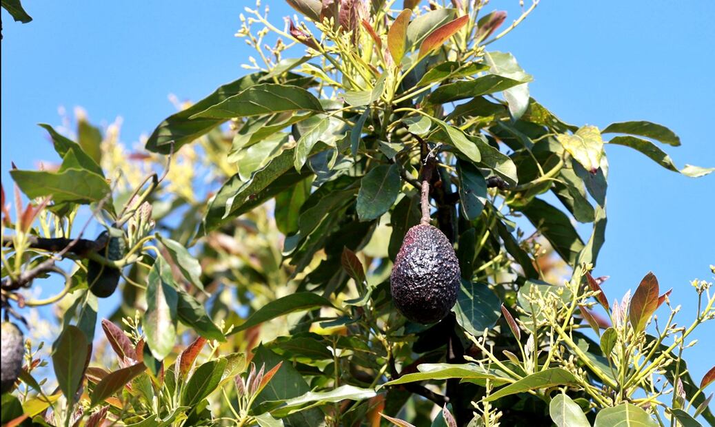 Productores de aguacate en el municipio de Donato Guerra, en el Estado de México, piden apoyo para exportar. Foto: Alejandro Vargas/EL UNIVERSAL