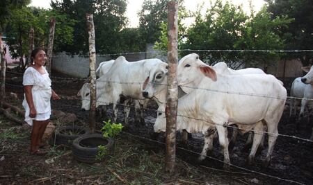 Por baja productividad, buscan apoyar a ganaderos de Yucatán