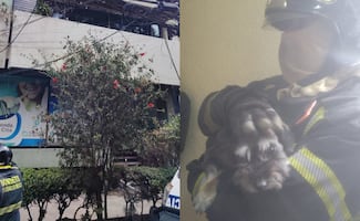 Bomberos sofocan incendio en edificio de la colonia Roma; rescatan a un perrito