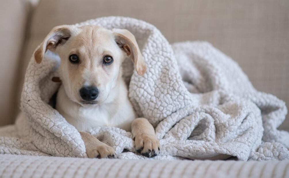 Perros pueden desarrollar estrés o ansiedad. / Foto: Especial.