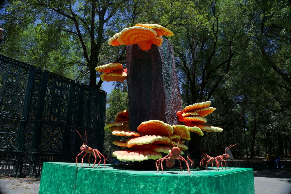 Festival Spora 2025. Aquí se ubican los brotes de macrohongos en el Bosque de Chapultepec. (Foto: Yaretzi Osnaya/ EL UNIVERSAL)