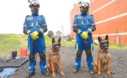 Ecko and Evil, the Mexican four-legged heroes keeping beloved rescue dog Frida’s legacy alive
