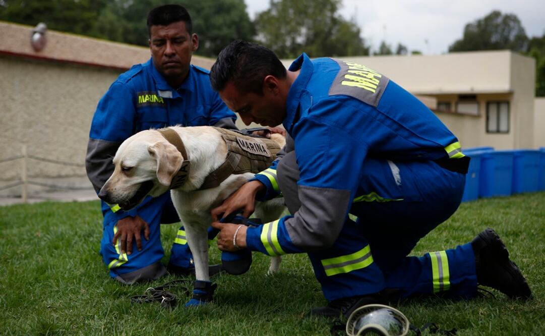 Los manejadores de la Marina le ponen un arnés y botas protectoras a Frida. Foto: AP Foto/Rebecca Blackwell