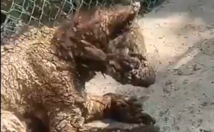 Profepa traslada a osa “Mina” a Hidalgo para recibir rehabilitación; investiga posible negligencia del Zoo “La Pastora”