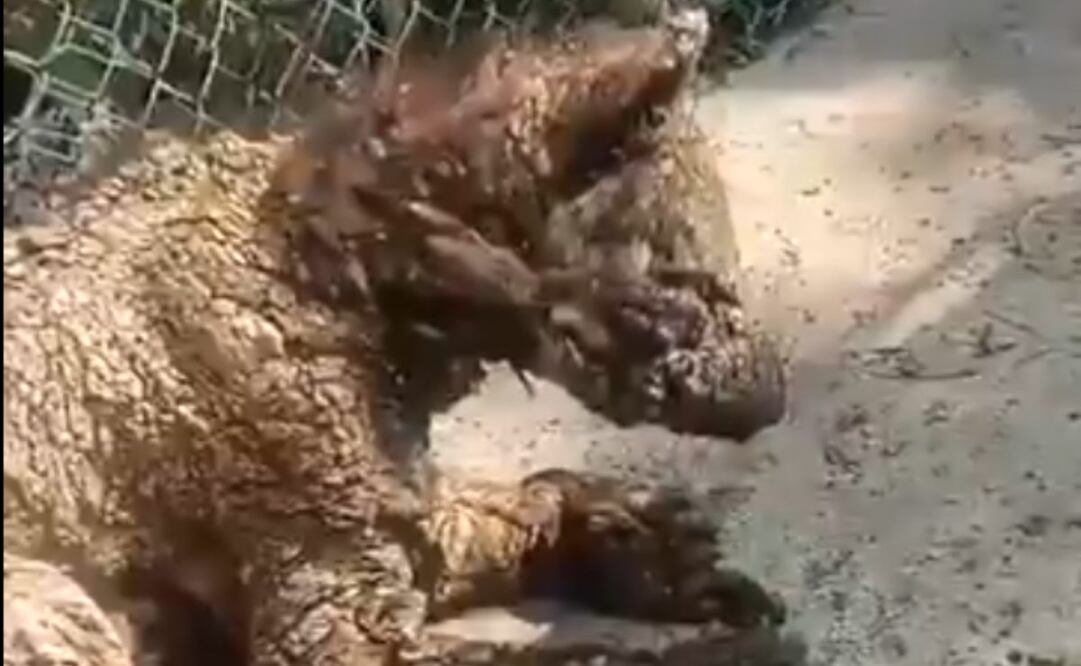 Denuncian posible maltrato animal y negligencia del Zoológico “La Pastora” en el manejo de la osa “Mina”. Foto: Especial