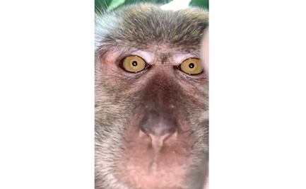 Mono ladrón roba teléfono a estudiante para tomarse selfies en Malasia