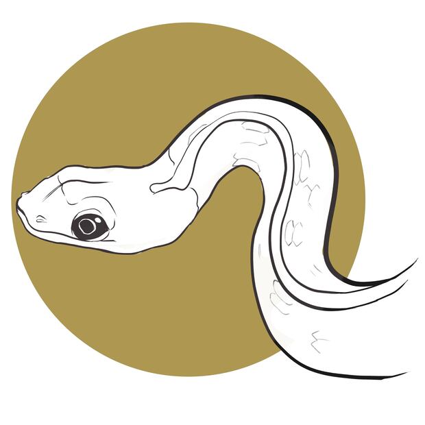 SERPIENTES
Nombre científico: Ophidia.
Habita en bosques de pino-encino y nubosos.
Especies: Culebra de agua, listonada cuello negro.
Presente: En desiertos, praderas secas y tierras bajas tropicales.
Alimento: Pequeños mamíferos, pájaros, anfibios e incluso otras serpientes.