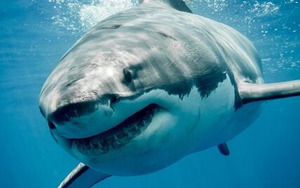 Descubren fósiles de 'extraños' tiburones y rayas en Madagascar