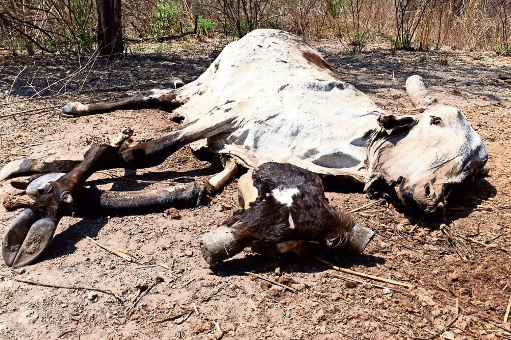 El pasado miércoles, sólo en Zanatepec, zona oriente del Istmo, se elevó a 100 el número de bovinos muertos por enfermedades y debilidad asociada con la sequía (ALBERTO LÓPEZ. EL UNIVERSAL)