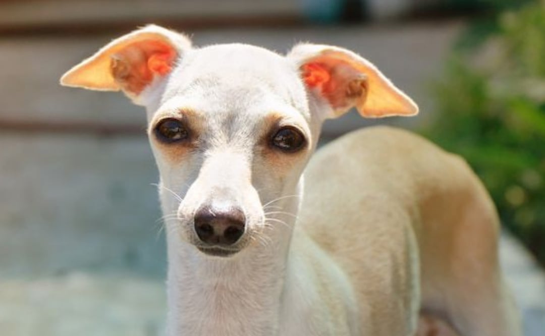 Desvelando el misterio: ¿Qué ven los perros realmente?. Fuente: Freepik.