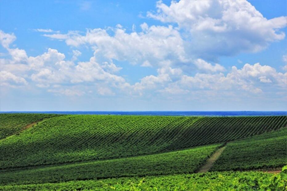 Ucrania se reintegra a la Organización Internacional de la Viña y el Vino