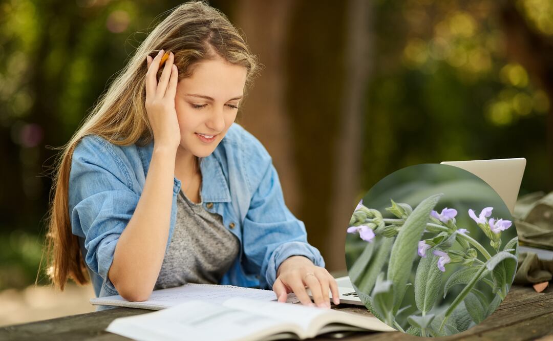 Esta planta es especial porque ofrece un enfoque natural y potencialmente menos invasivo para el manejo de la diabetes y el apoyo cognitivo.