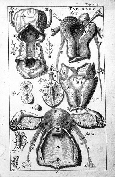 El porqué del término “partes nobles”