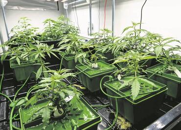 Cannabis, preferida entre los europeos en medio de pandemia