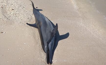 Encuentran cuatro delfines muertos en costas de Yucatán