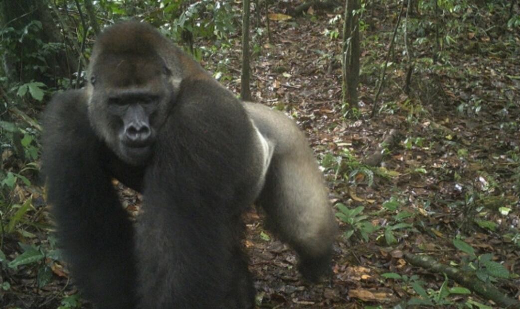 Captan en fotos a crías de una subespecie de gorilas que se creyó extinta 