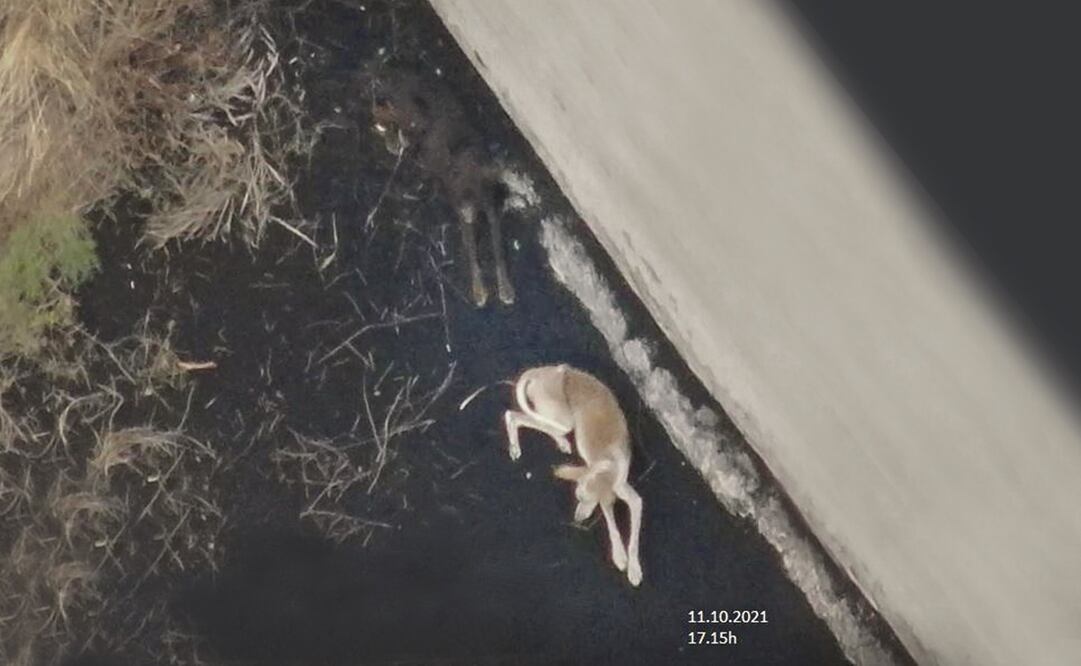 En La Palma hay perros atrapados por la lava del volcán. Foto: CORTESÍA CABILDO DE LA PALMA