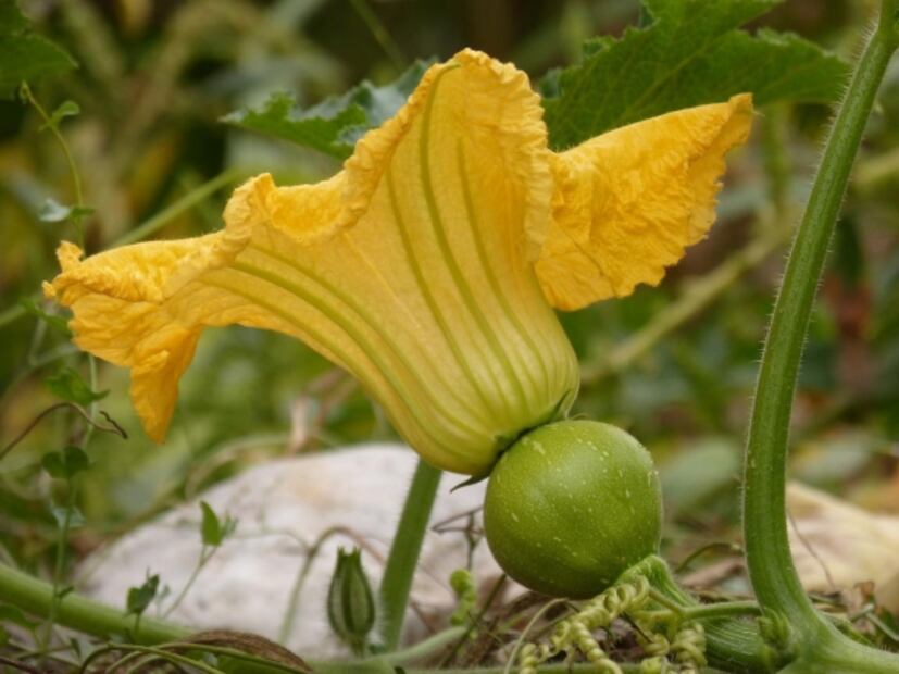 6 frutas que pensabas que eran verduras