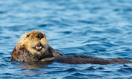 ¿Por qué las nutrias están atacando a turistas en EU?
