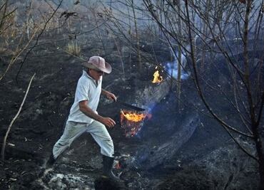 ¿Cuánto tardará en regenerarse el Amazonas tras los incendios?