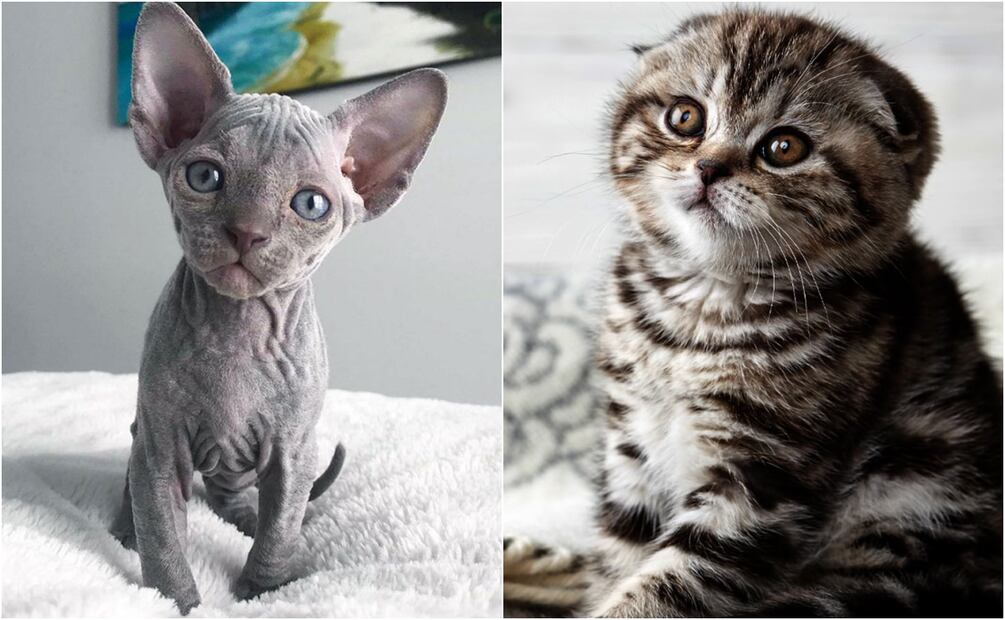 Gatos esfinge y scottish fold bebés. Foto: Pinterest