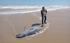 Denuncian uso de delfines como carnada para tiburón en Tamaulipas; ambientalistas exigen cárcel para responsables
