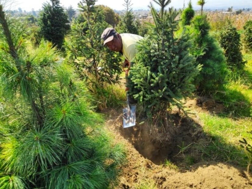 Promueven en Edomex venta de pinos en maceta para temporada navideña