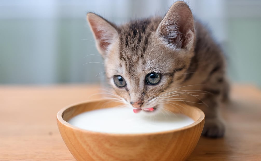 Un concepto erróneo es el de que los gatos pueden tomar leche, los lácteos les pueden hacer mucho daño. Foto: Canva
