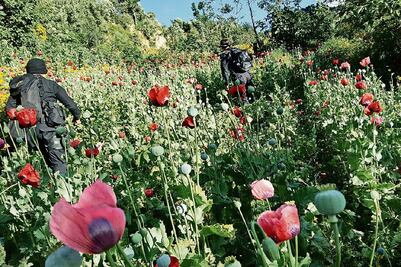 Guatemala destruye matas de amapola