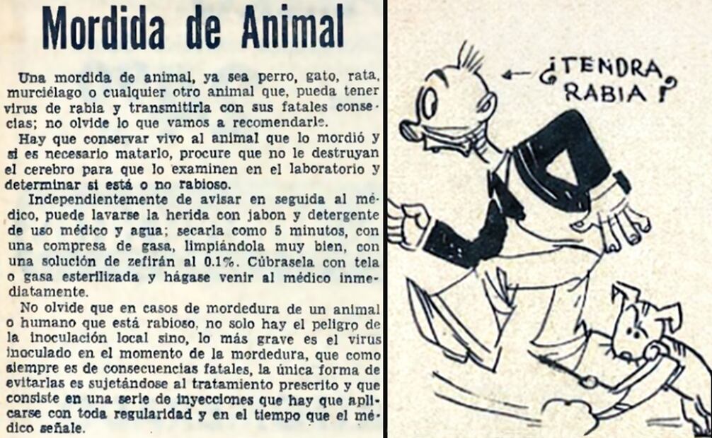 En la primera imagen, aparece un llamado de EL UNIVERSAL, publicado el 16 de enero de 1966, para atender sospechas de rabia; para 1967 hubo 33 mil casos por mordedura de perro, pero sólo mil 300 de esos canes tenían el patógeno. En la segunda imagen, una caricatura de EL UNIVERSAL ILUSTRADO del 3 de julio de 1926, el lado "cómico" que advierte del peligro al contagio. Foto: Hemeroteca EL UNIVERSAL.